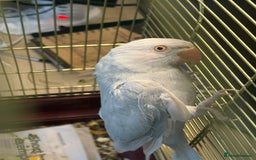 Ringnecks birds for sale: White/blue Indian ring neck  - Image 1