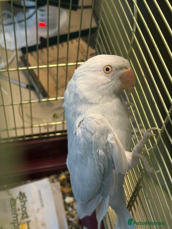 Ringnecks birds - Advert 13