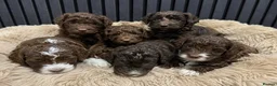 Cockapoo dogs for sale: Cockapoo puppies - Advert 1