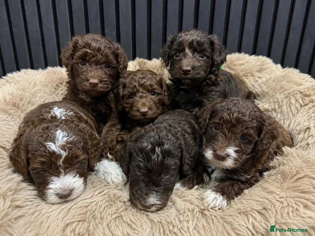 Cockapoo dogs for sale: Cockapoo puppies - Advert 1