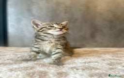Mixed Breed cats for sale: ***BEAUTIFUL KITTENS*** Ready For New Homes - Image 6