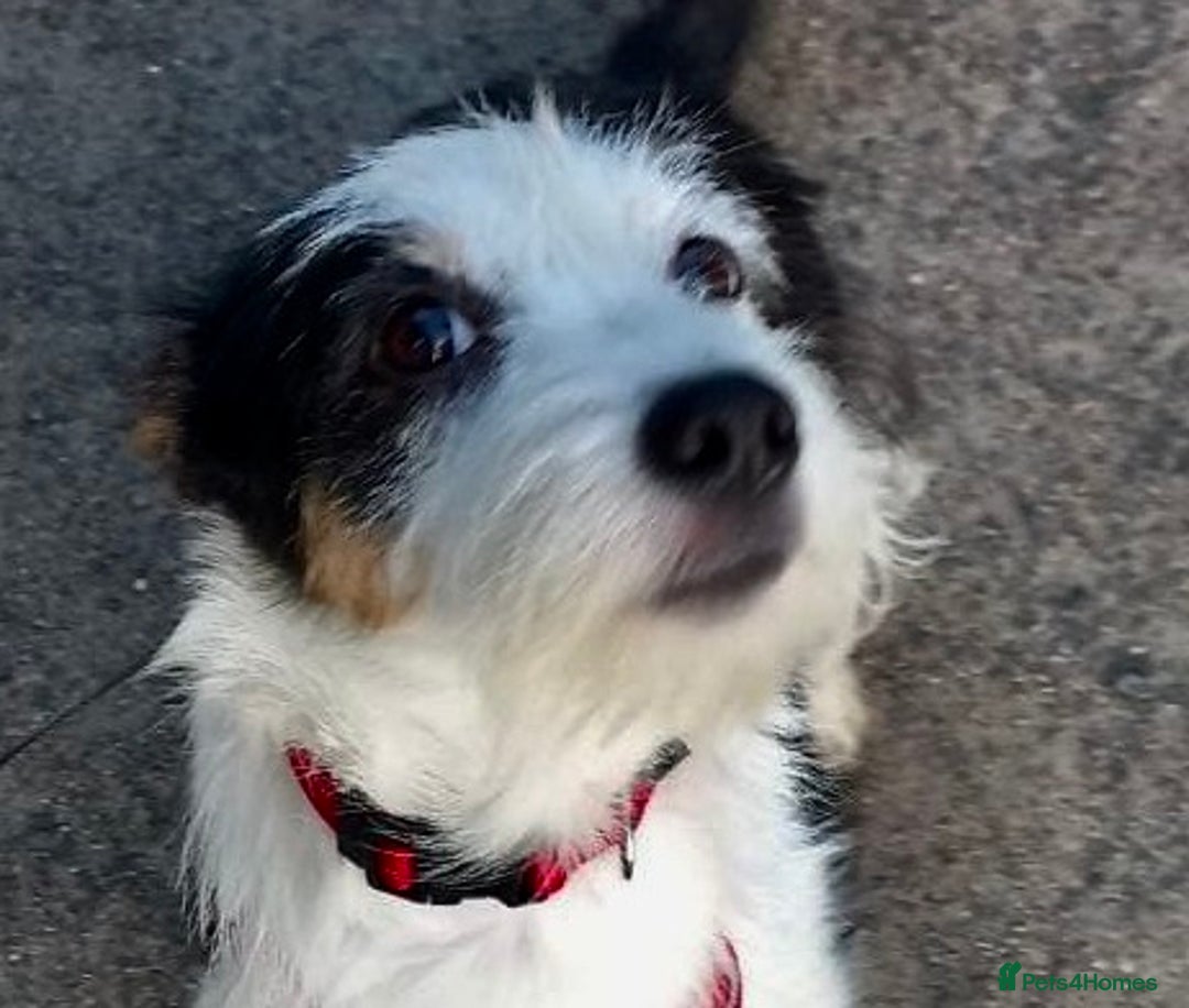 Norwich Terrier dogs for adoption: Alma's Story: The Roadside Miracle - Image 11