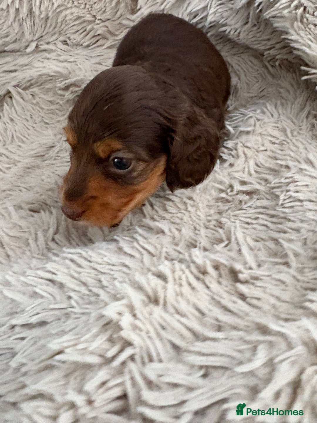 Miniature Dachshund dogs for sale: Long haired mini male dachshunds pups KC reg  - Image 34