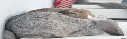 Dwarf Lop rabbits for sale: 2 male rabbits for adoption  in Beckenham - Advert 4