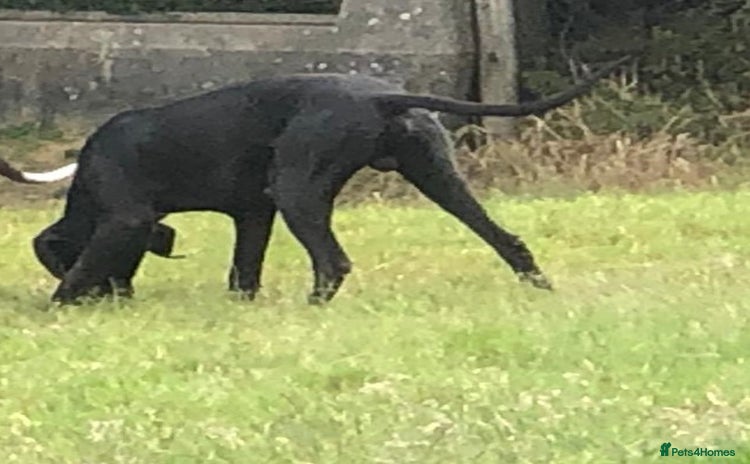 Great Dane dogs - Advert 1