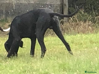 Great Dane dogs - Advert 1