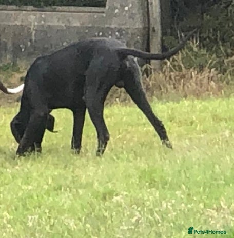 Great Dane dogs - Advert 1