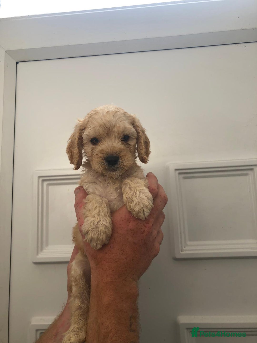 Cockapoo dogs for sale: cocker Spaniel puppies  - Image 10