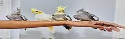 Cockatiels birds for sale: Beautiful baby hand tamed cockatiels for sale. - Advert 14