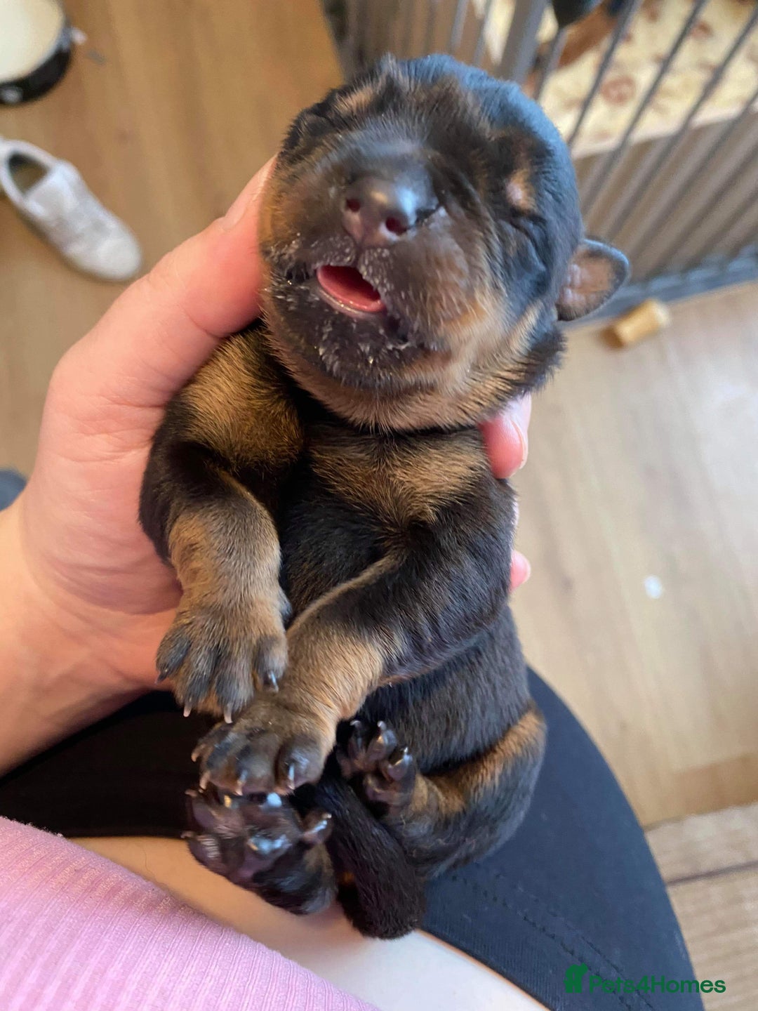 Rottweiler dogs for sale: Old fashioned big rottweiler pups  - Image 4