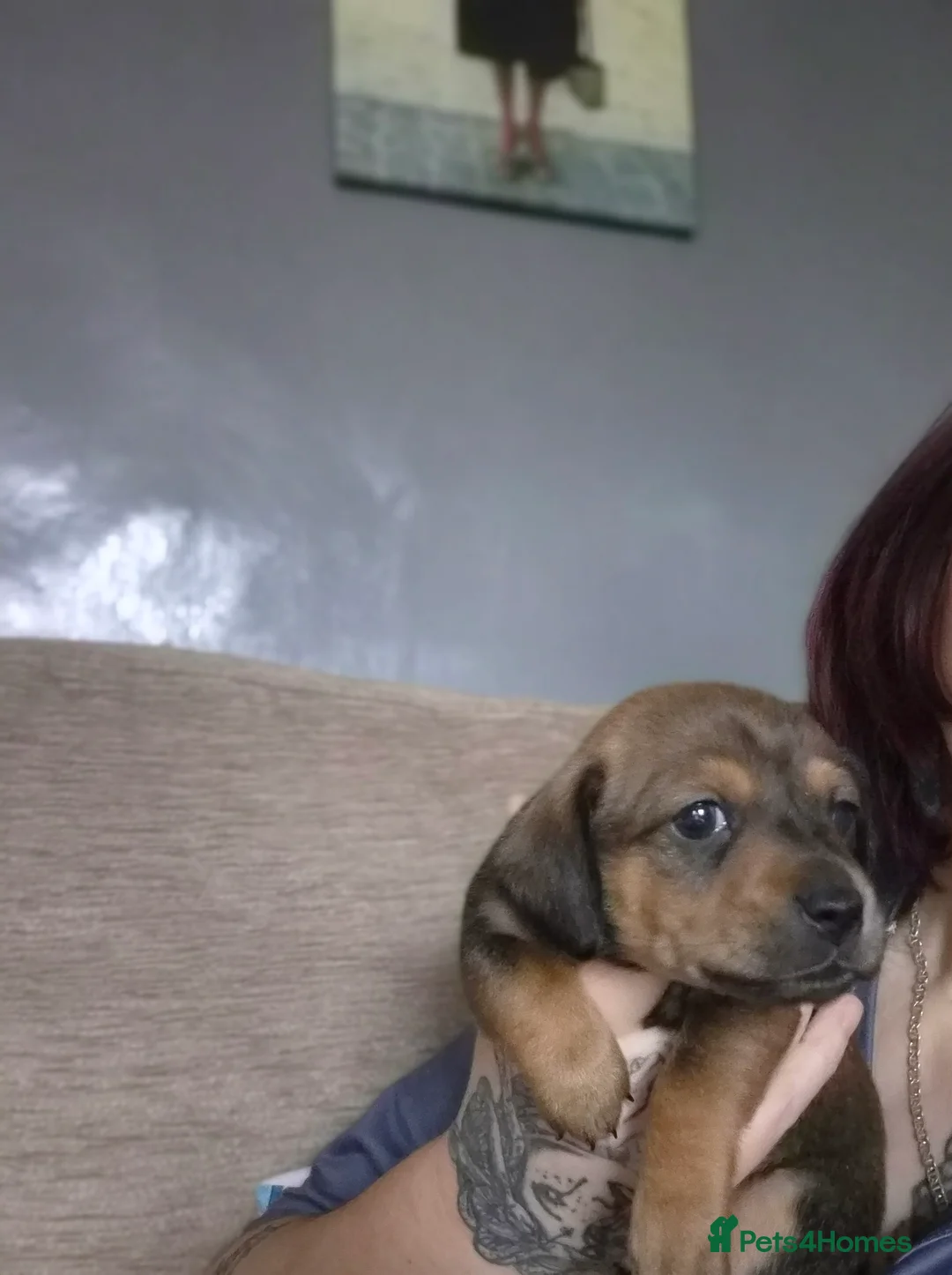 Chiweenie dogs for sale: Beautiful chiweenies  - Advert 19