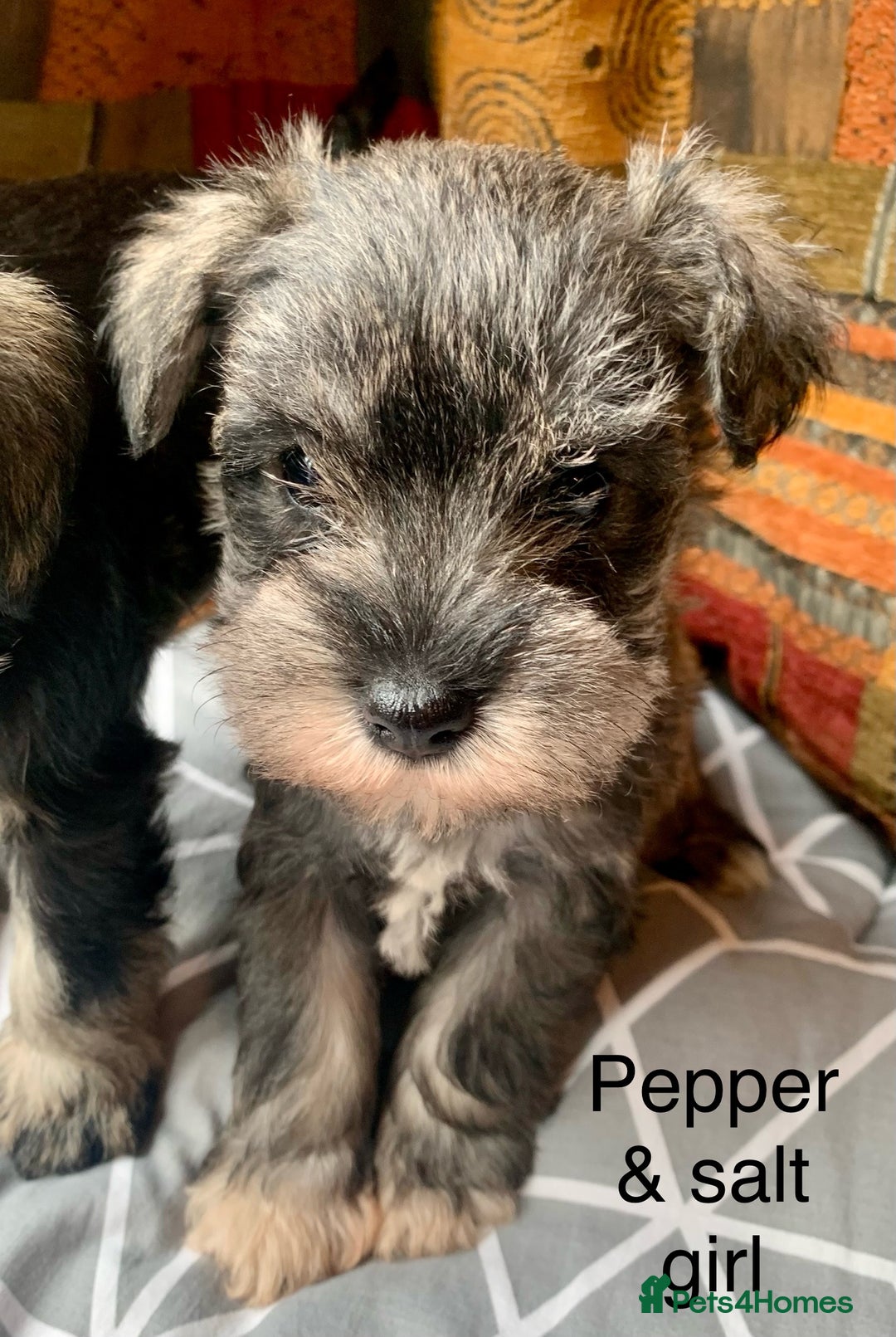 Miniature Schnauzer dogs for sale: Miniature Schnauzer pups - Image 9
