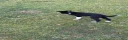 Border Collie dogs for sale: Working Collies - Advert 4