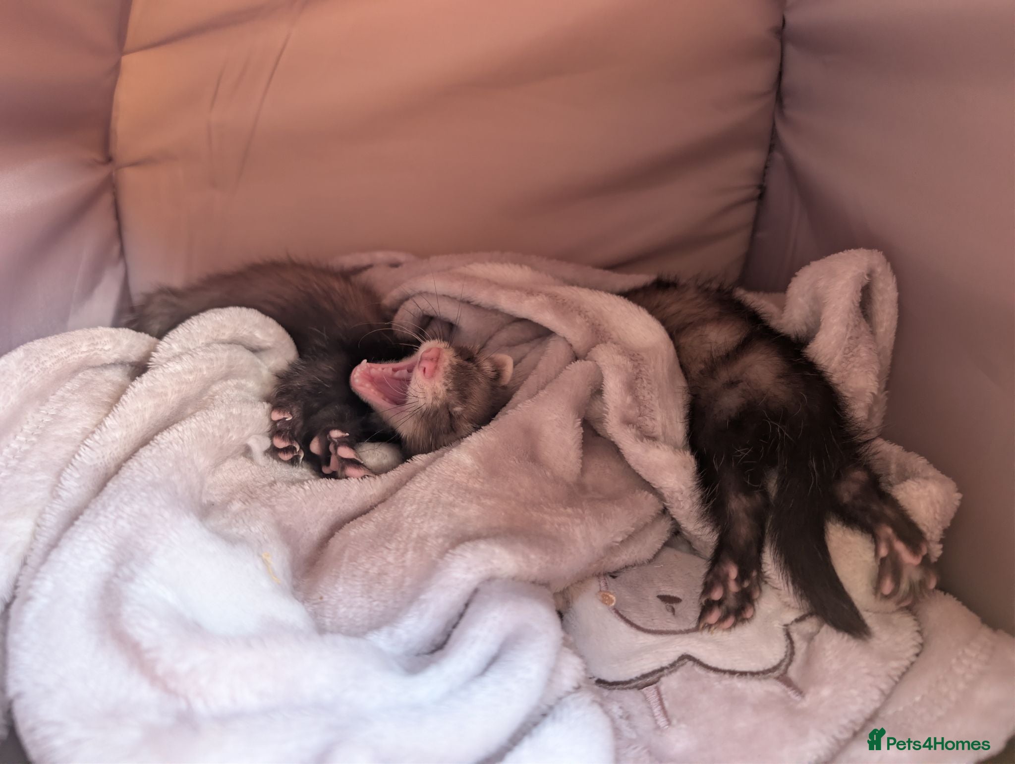 Ferret rodents 9 week old male ferrets - Advert 4