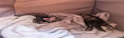 Ferret rodents for sale: 9 week old male ferrets - Advert 1