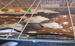 Rat rodents for sale: (AWAITING COLLECTION) 4 male rats for a good home  - Image 1