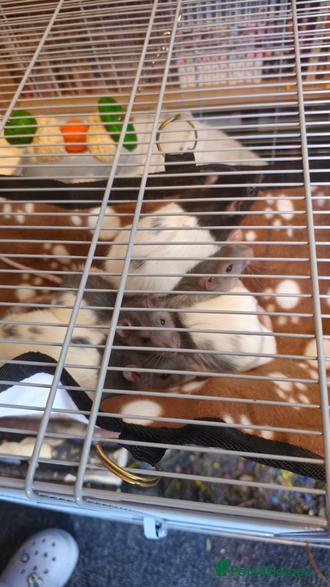 Rat rodents for sale: (AWAITING COLLECTION) 4 male rats for a good home  - Image 1