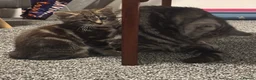 Mixed Breed cats for sale: 2 Tabby Kittens  - Advert 4