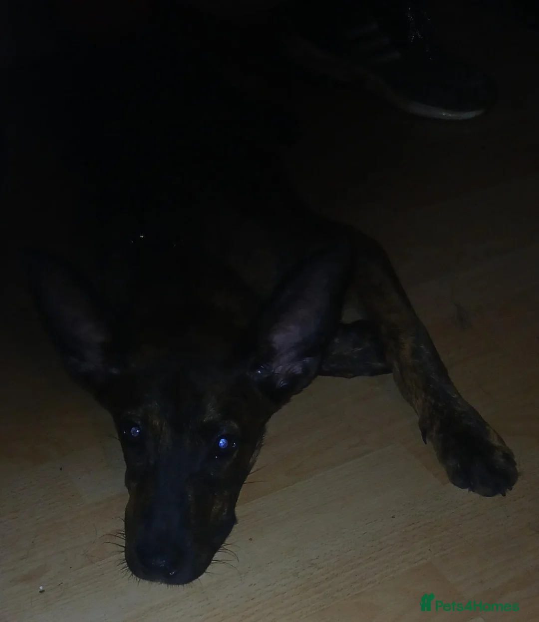 Belgian Shepherd Dog dogs for sale: Shepherd 8 months old puppy - Advert 2