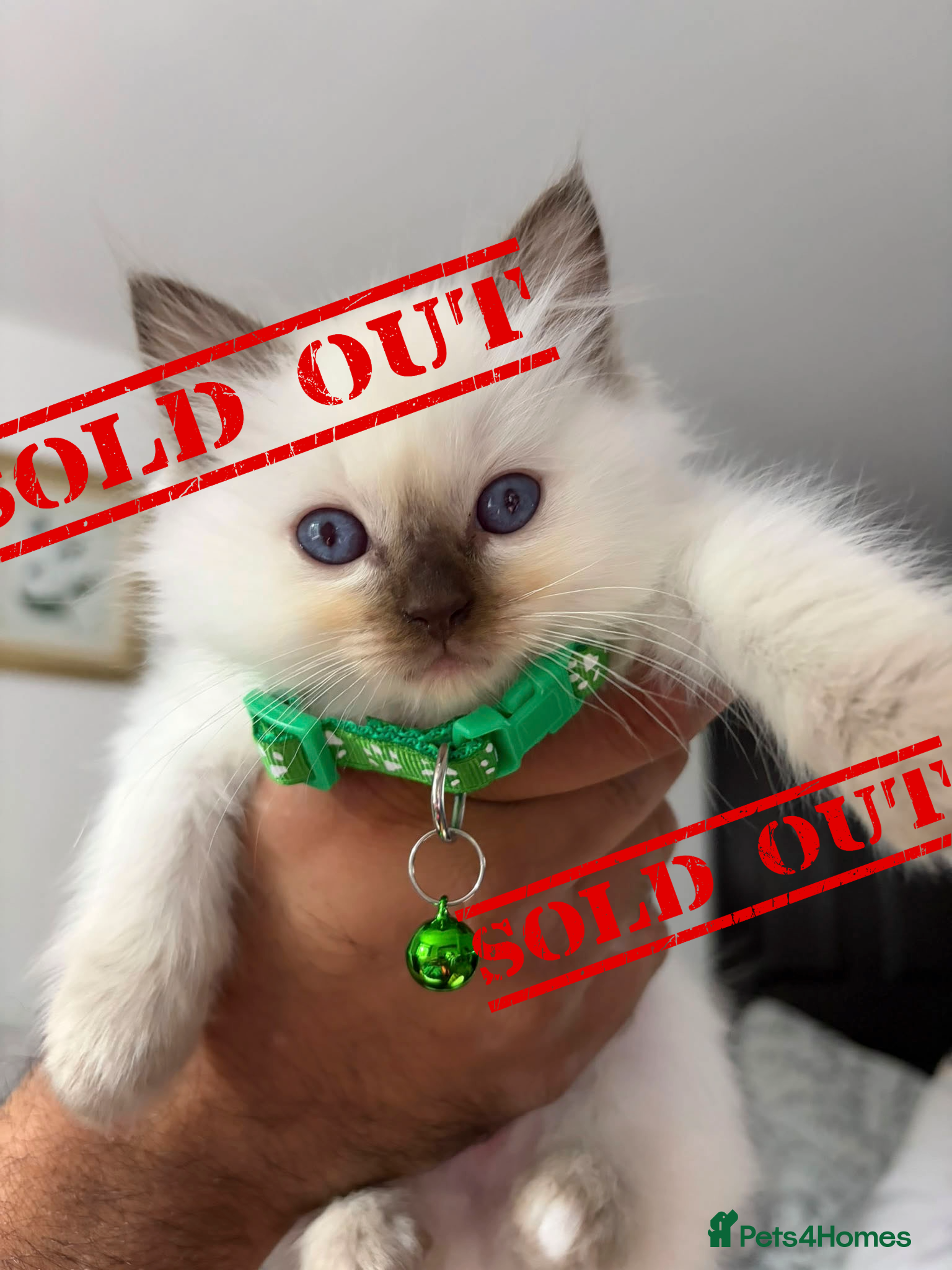 Ragdoll cats 🐾Beautiful Ragdoll Kittens – Championship Lines🐾 - Advert 2