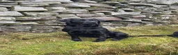 Labrador Retriever dogs for sale: KC registered Lab pups in Richmond - Advert 2
