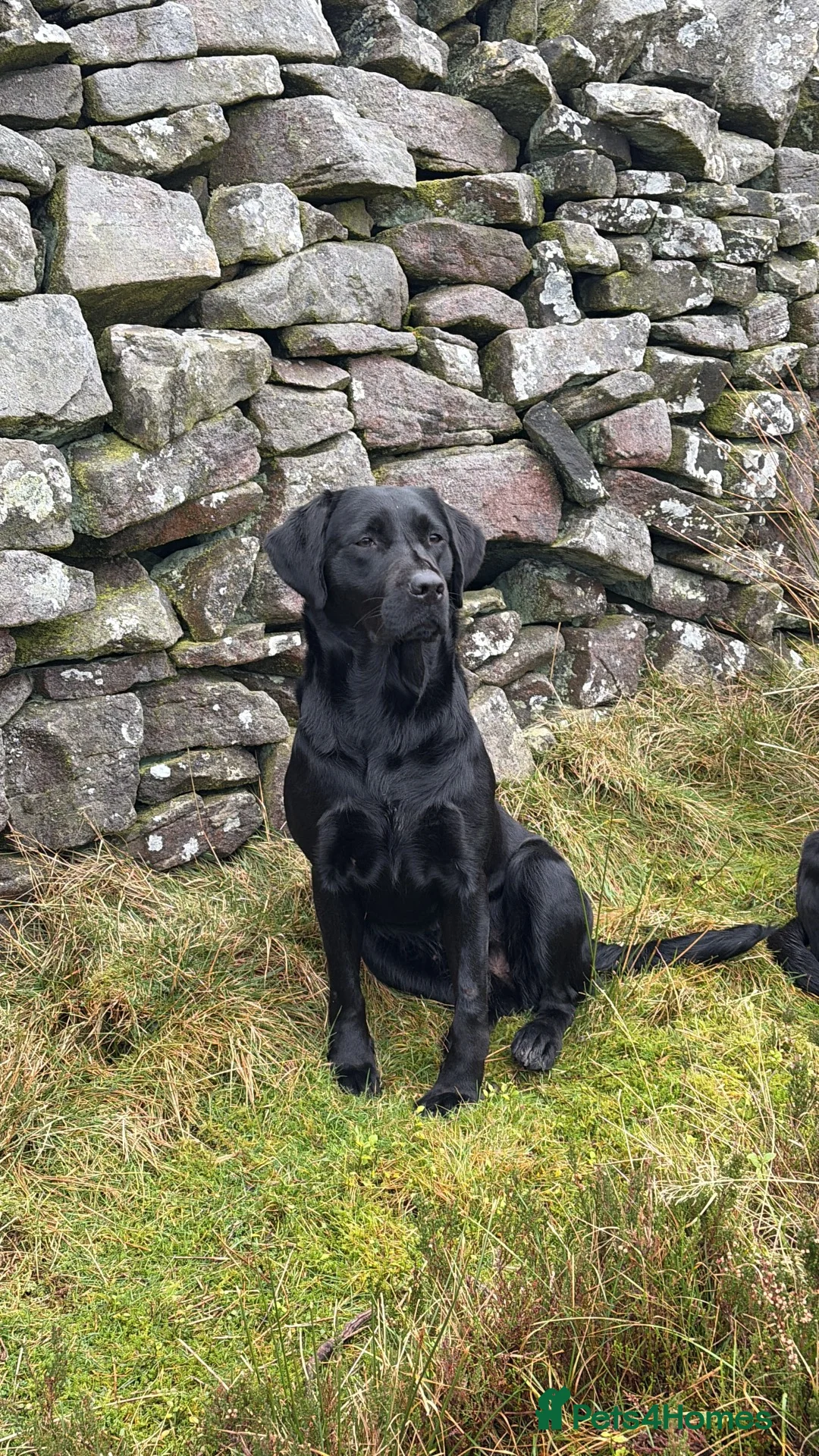 Labrador Retriever dogs for sale: KC registered Lab pups in Richmond - Advert 2