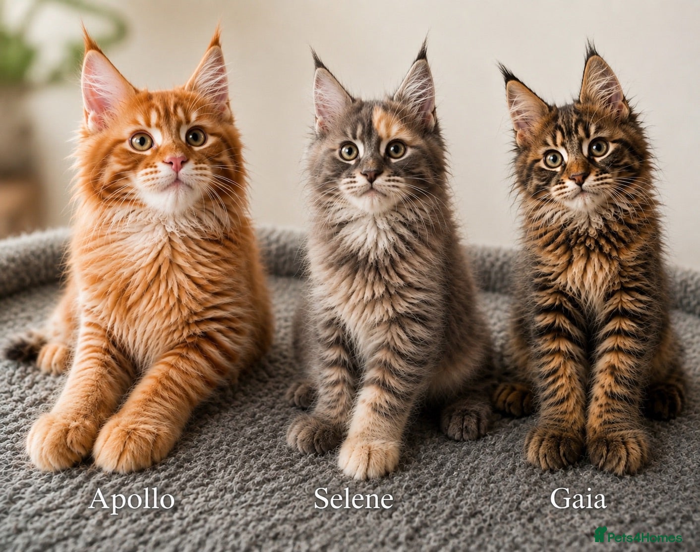 Maine Coon cats 🐾 TICA Registered Maine Coon Kittens🐾 - Advert 1