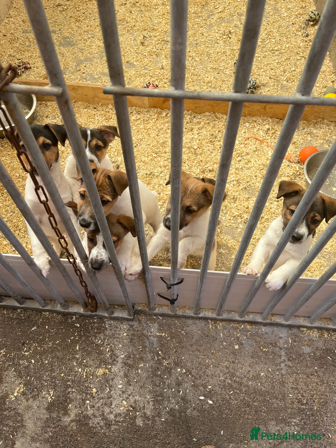 Jack Russell dogs for sale: Jack Russell pups in Bilston - Image 3