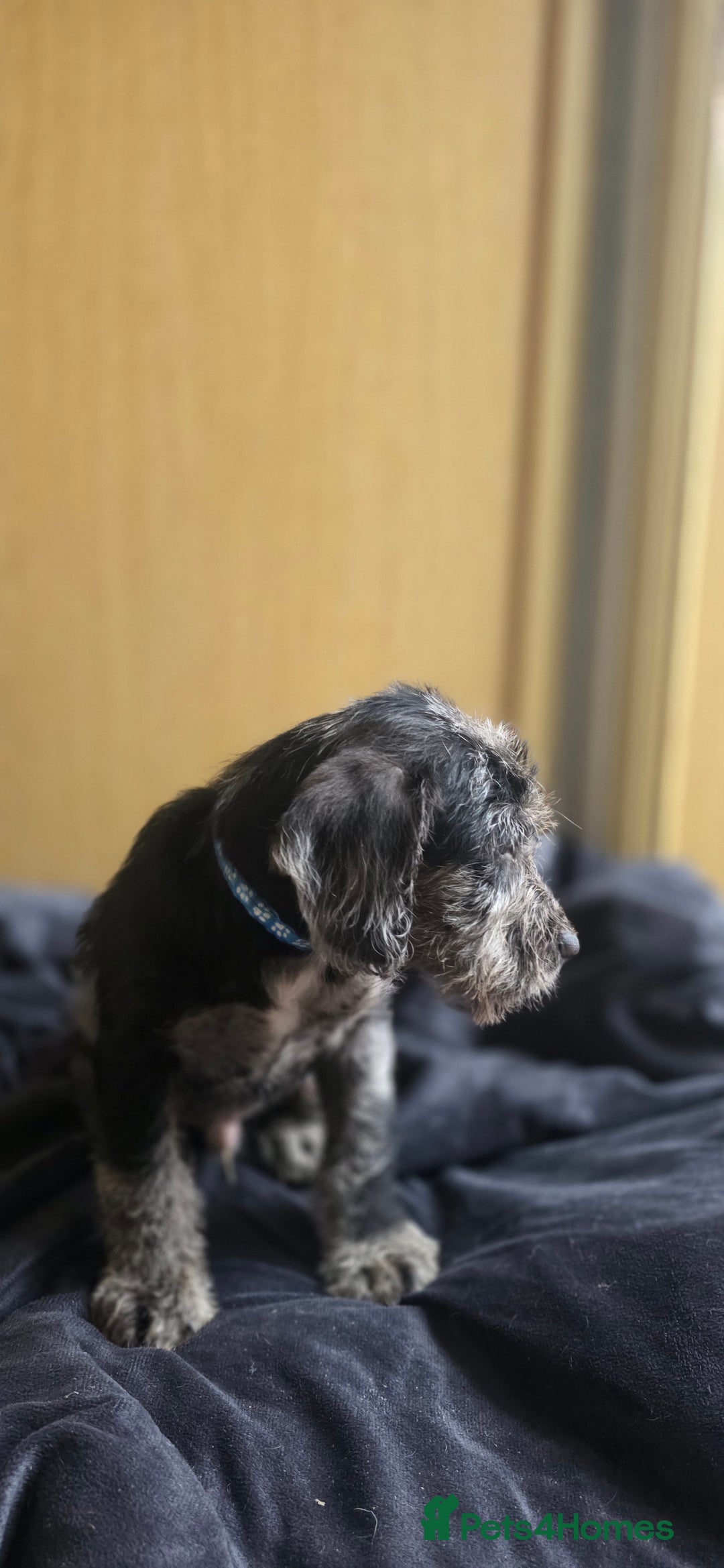 Irish Terrier dogs for sale: Five puppies for sale  - Advert 7