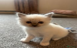 Ragdoll cats for sale: Ragdoll kittens  - Image 3