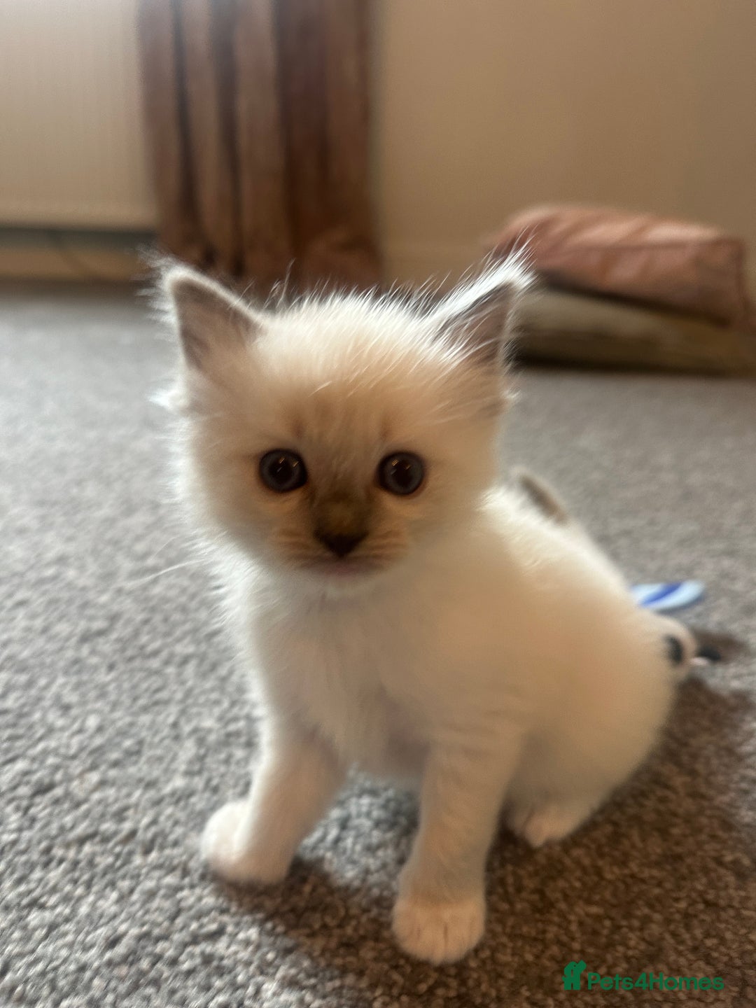 Ragdoll cats for sale: Ragdoll kittens  - Image 3