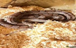 Corn Snake reptiles for sale: Adult corn snake with viv  - Image 3