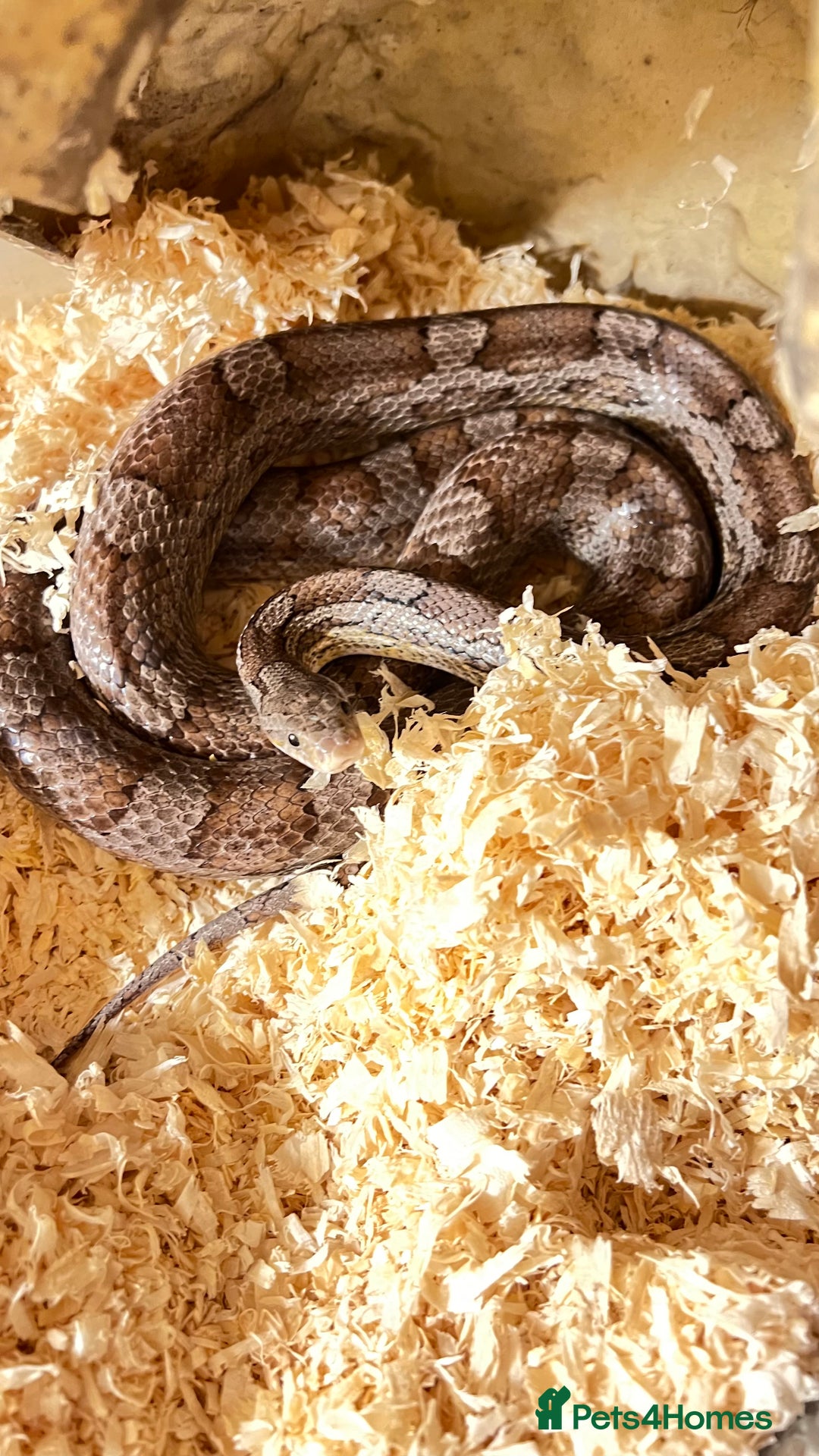 Corn Snake reptiles for sale: Adult corn snake with viv  - Image 3