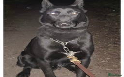 Belgian Shepherd Dog dogs for sale: Dutch Herder Puppies  - Image 23