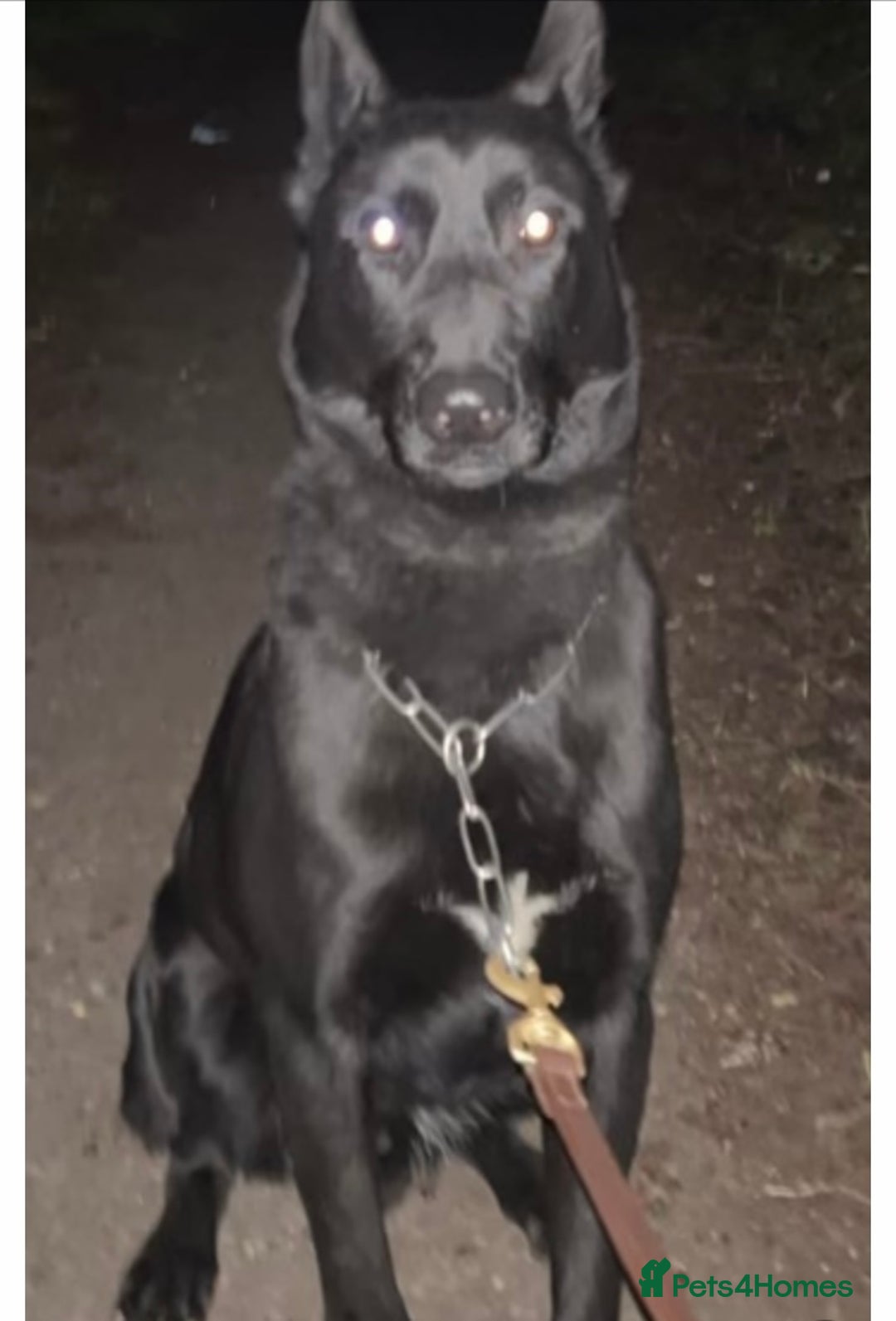 Belgian Shepherd Dog dogs for sale: Dutch Herder Puppies  - Image 23