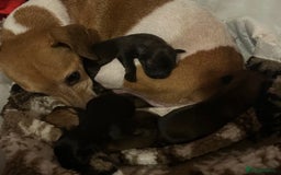 Mixed Breed dogs for sale: Yorkie Jacks  - Image 4