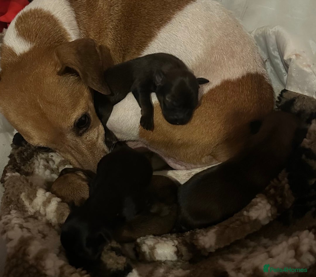 Mixed Breed dogs for sale: Yorkie Jacks  - Image 4