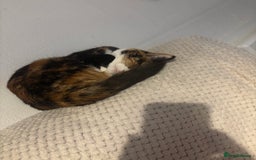 Domestic Shorthair cats for sale: Are you Bambis forever home? - Image 2