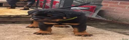 Rottweiler dogs for sale: ⭐️ Outstanding Rottweiler Puppies ⭐️ - Advert 9