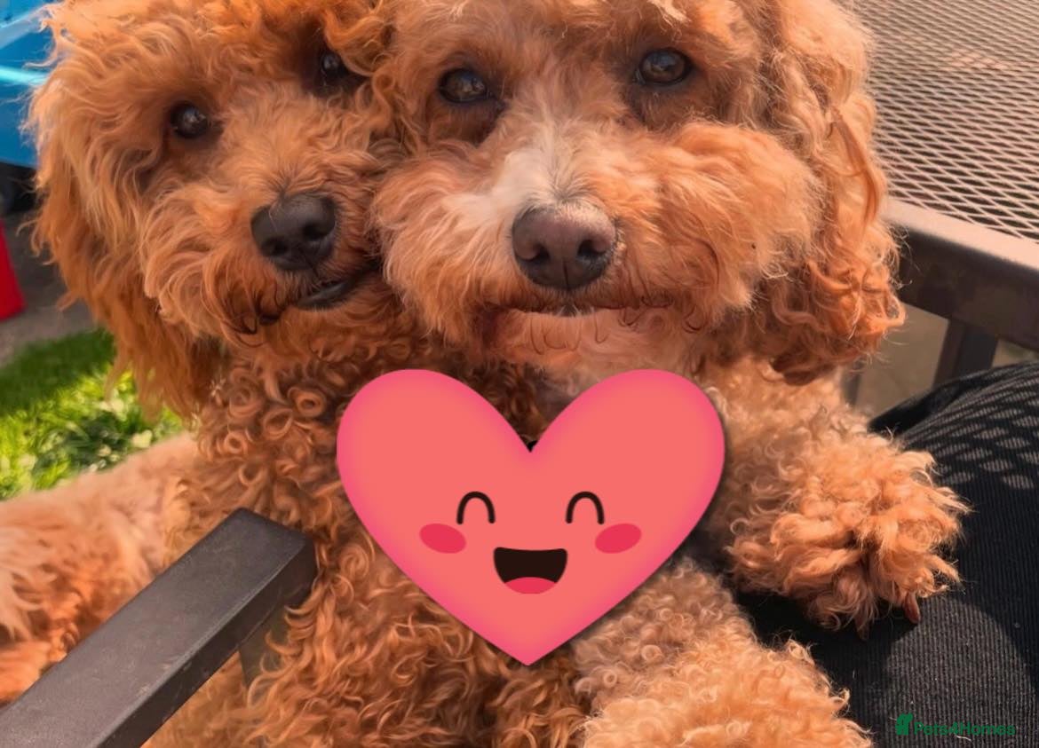 Cavapoo dogs Stunning Cavapoo Puppies - Advert 2