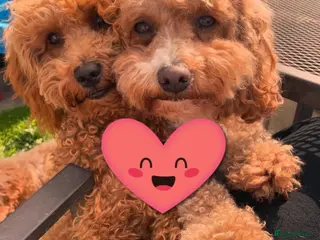 Cavapoo dogs Stunning Cavapoo Puppies - Advert 1