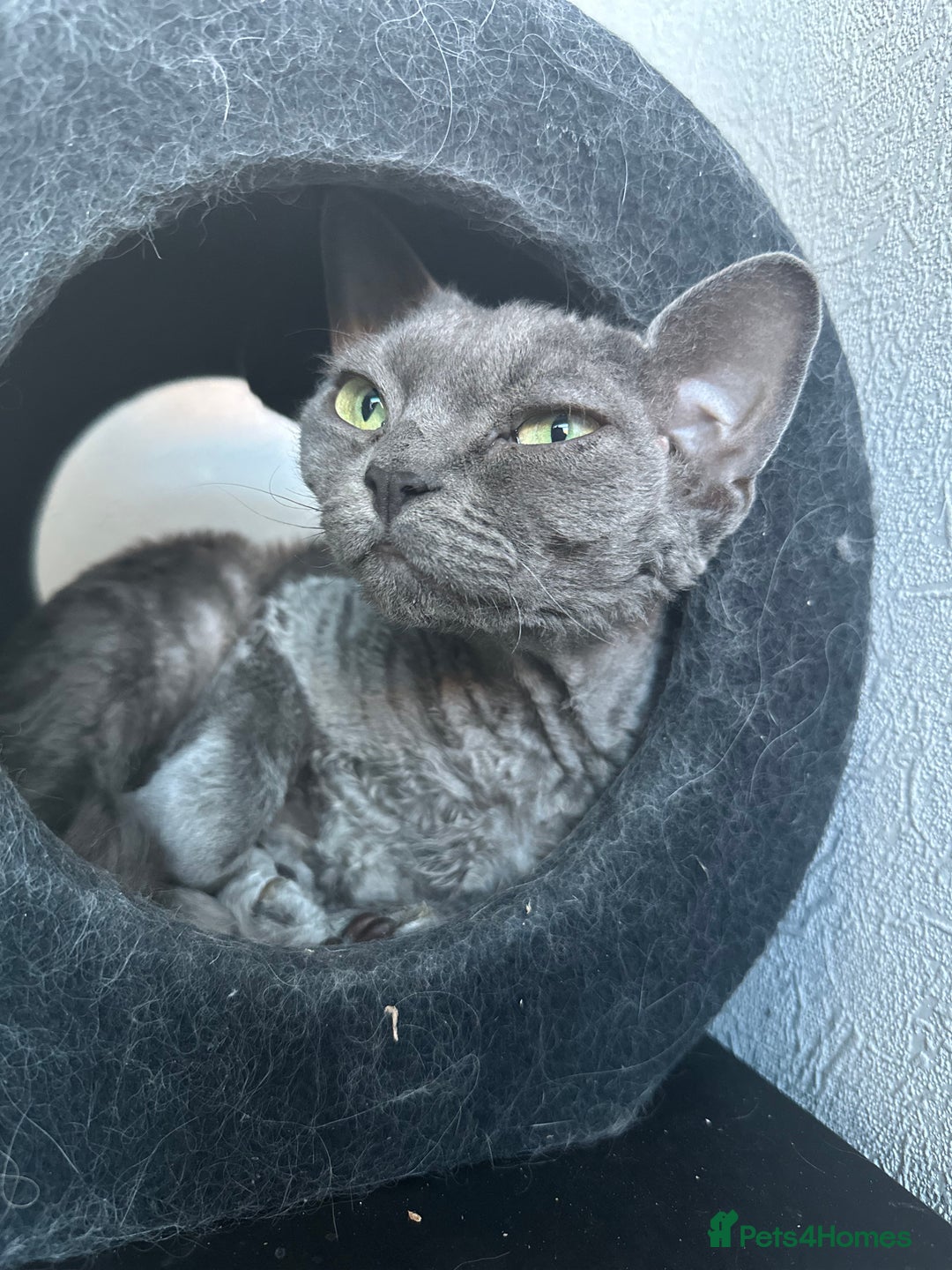 Devon Rex cats for sale: Female devon rex needs new home - Advert 3