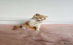 British Shorthair cats for sale: ChampionLine Kittens ready now  - Image 6