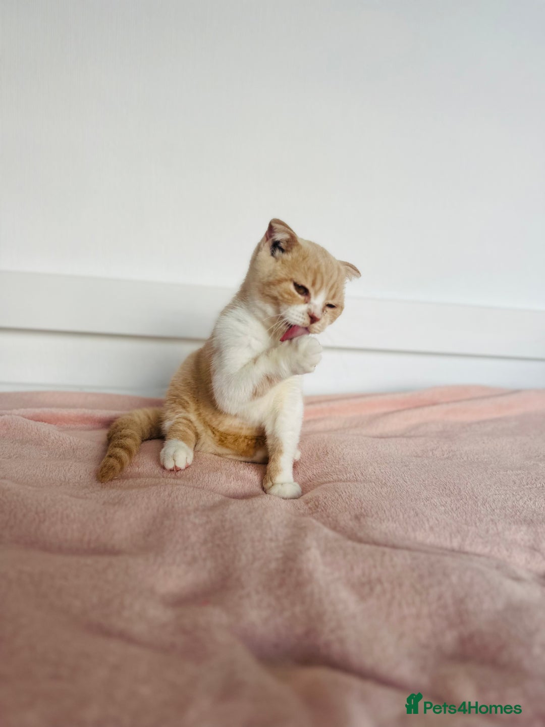 British Shorthair cats for sale: ChampionLine Kittens ready now  - Image 6