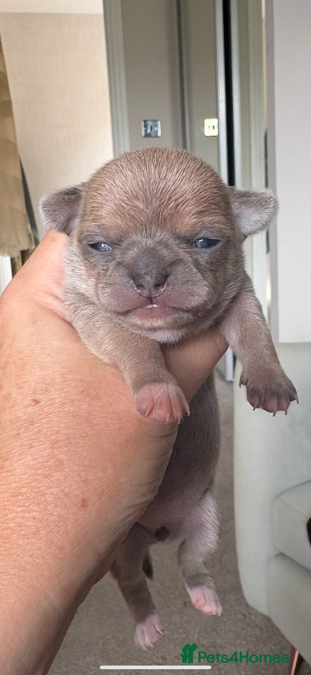 Chihuahua dogs for sale: 🩷 smooth coat chihuahua girls for you🩷  - Image 7