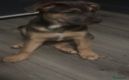 Mixed Breed dogs for sale: Drako 11 week old pup - Image 1