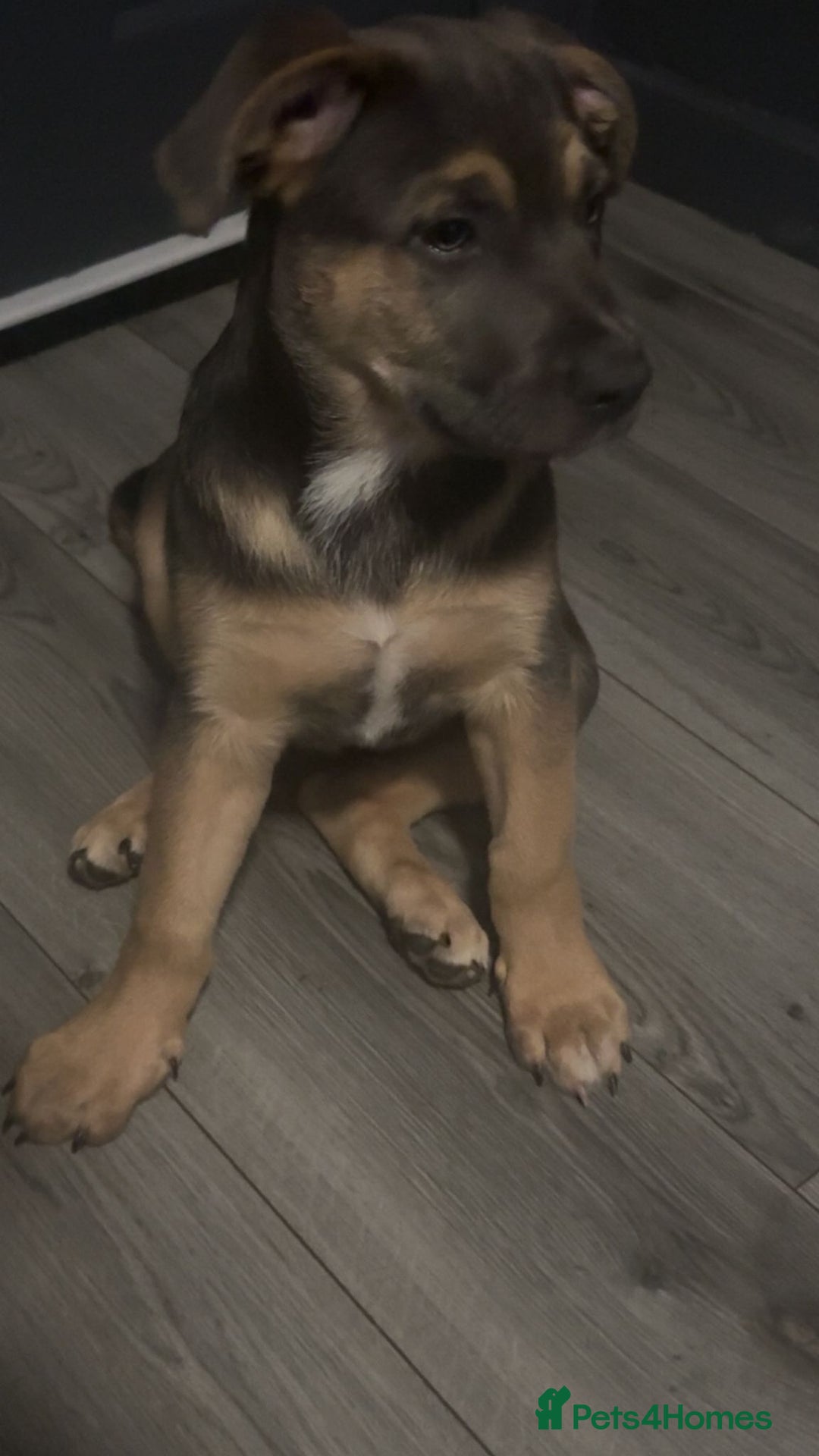 Mixed Breed dogs for sale: Drako 11 week old pup - Image 1