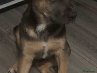Mixed Breed dogs - Advert 21