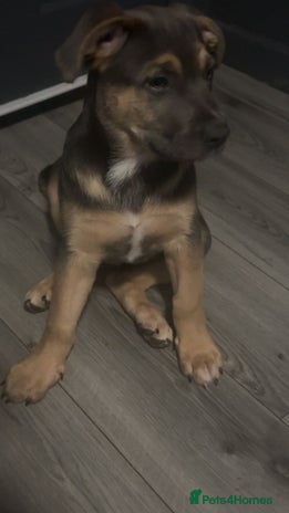 Mixed Breed dogs - Advert 2