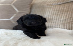 Cockapoo dogs for sale: ** BEAUTIFUL CHOC & EBONY TOY F1 COCKAPOO PUPS ** - Image 8